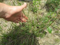 Penstemon laevigatus