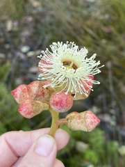 Eucalyptus cosmophylla