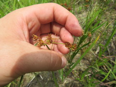 Juncus filipendulus