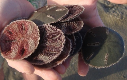 Five-slotted Sand Dollar, Río Grande, PR, photo 7 of 10