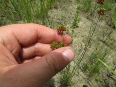 Juncus filipendulus