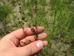 Juncus elliottii