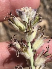 Caulanthus crassicaulis