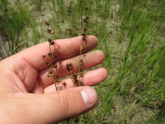 Juncus elliottii