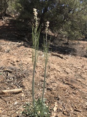 Caulanthus crassicaulis