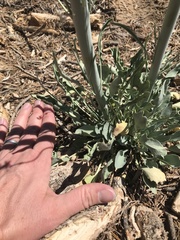 Caulanthus crassicaulis