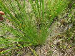Eleocharis tuberculosa