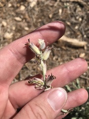 Caulanthus crassicaulis