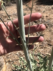 Caulanthus crassicaulis