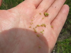 Eleocharis tuberculosa