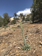 Caulanthus crassicaulis