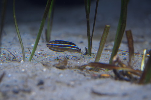 Petroscirtes breviceps