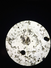 Chydoridae