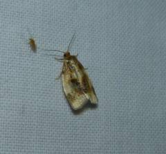 Clepsis melaleucanus