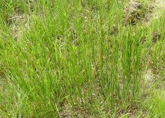 Lysimachia lanceolata