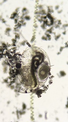 Chydoridae