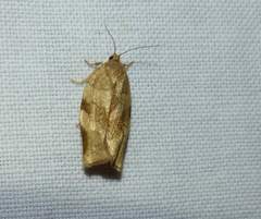 Choristoneura fractivittana