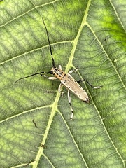 Saperda ocelota