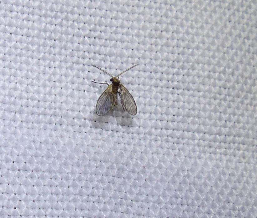 Trichomyia nuda