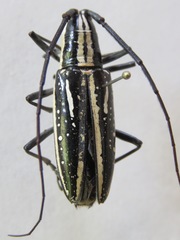 Ptychodes mixtus