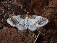 Hydrelia condensata