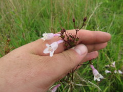 Penstemon laevigatus