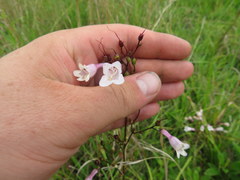 Penstemon laevigatus