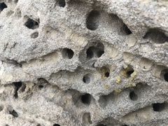 Anthophora pueblo