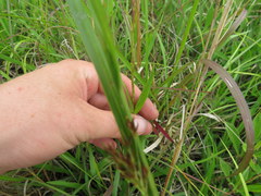 Penstemon laevigatus