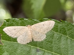Scopula nigropunctata