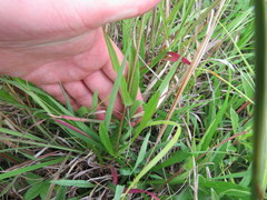 Penstemon laevigatus
