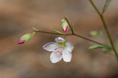 Hesperolinon disjunctum