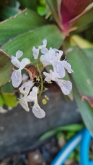Plectranthus ciliatus