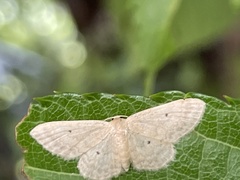 Scopula nigropunctata