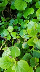 Plectranthus ciliatus