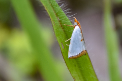 Argyria gonogramma
