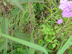 Phlox glaberrima