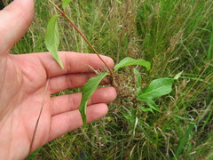 Thyrsanthella difformis