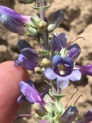 Penstemon pachyphyllus