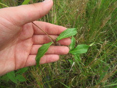 Thyrsanthella difformis