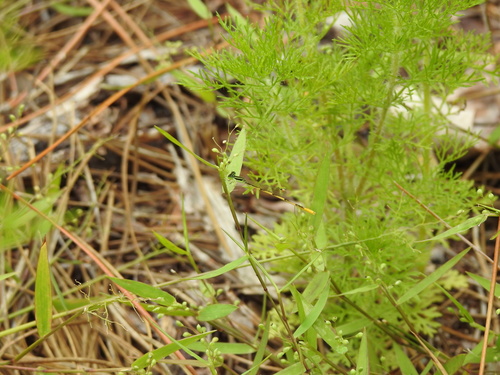Coenagrionidae image
