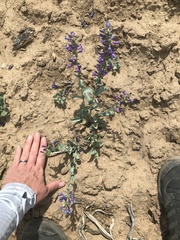 Penstemon pachyphyllus