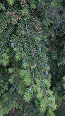 Tsuga canadensis
