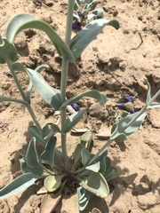 Penstemon pachyphyllus
