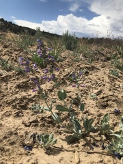 Penstemon pachyphyllus