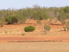 Phaps histrionica