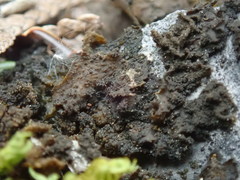 Lathagrium fuscovirens