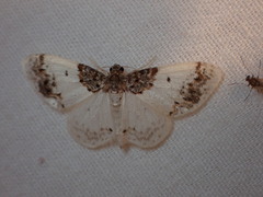 Hydrelia condensata