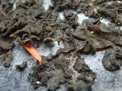 Lathagrium fuscovirens