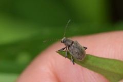 Demotina modesta